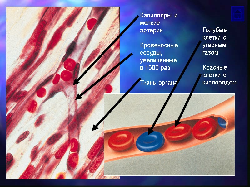 Капилляры и мелкие артерии  Кровеносные сосуды, увеличенные в 1500 раз  Ткань органа